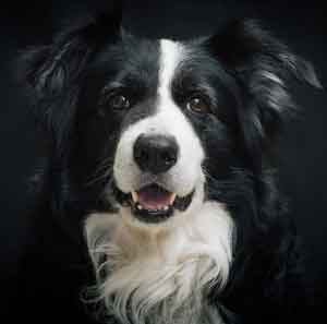 dog barking