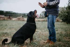 dog training