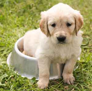 puppy potty training